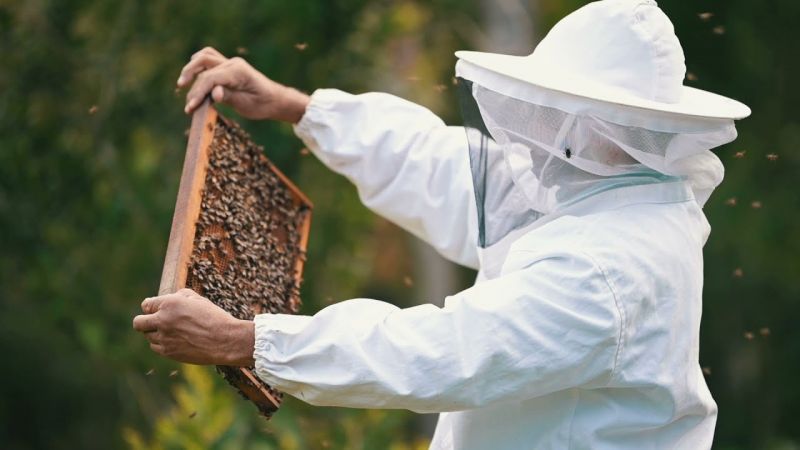 shangri la mauritius food video